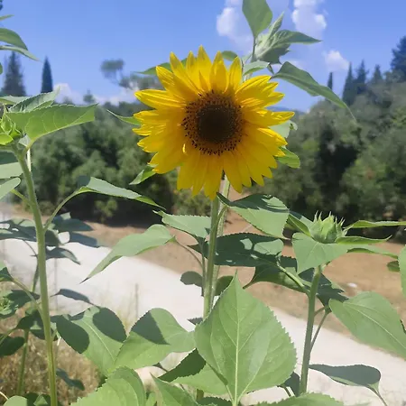 Διαμέρισμα Venetis Family House Γουβιά